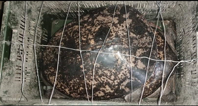 শ্রীমঙ্গলে বিরল প্রজাতির 'ধুম কাছিম' উদ্ধার, পরে বিলে অবমুক্ত